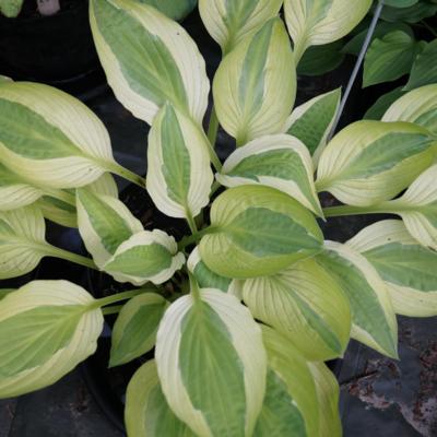 Hosta 'Yellow Polka Dot Bikini'